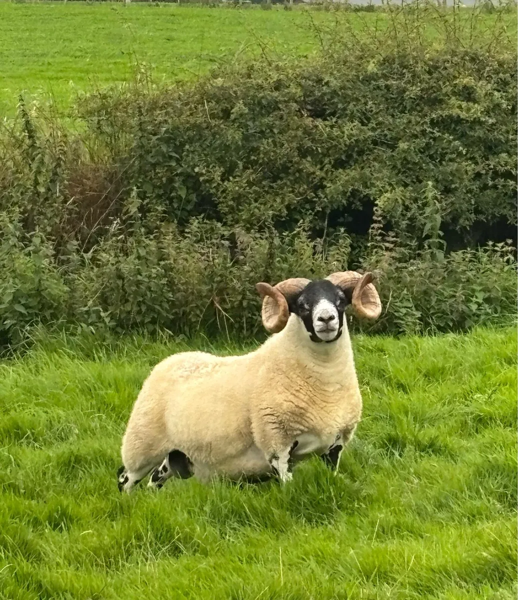 Lanark shearlings - Image 1