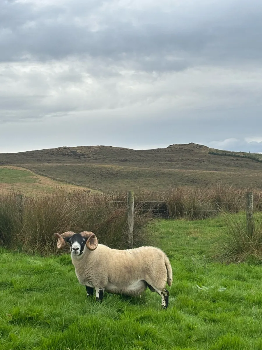 Lanark shearlings - Image 2
