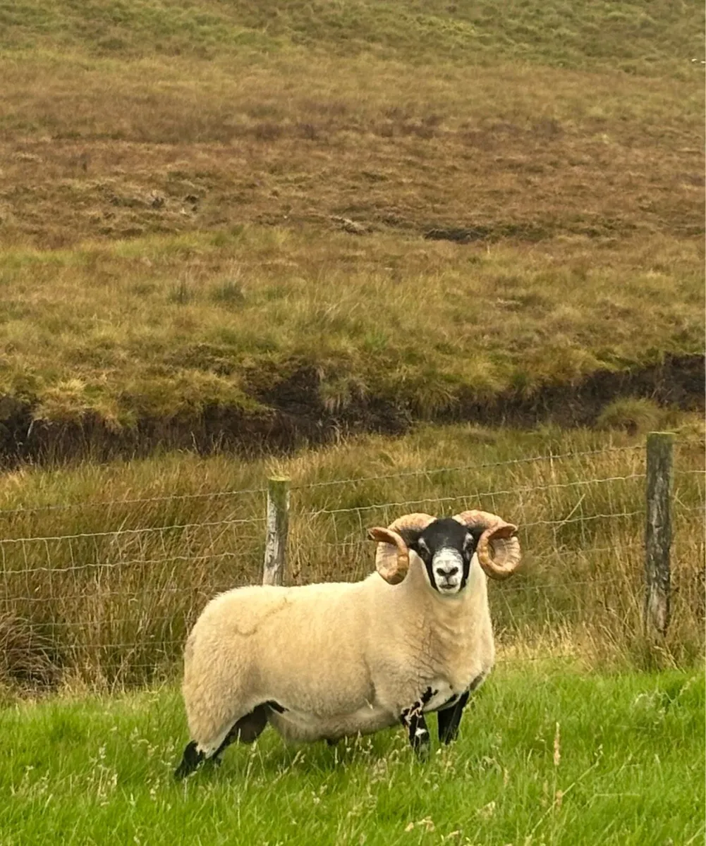 Lanark shearlings - Image 3