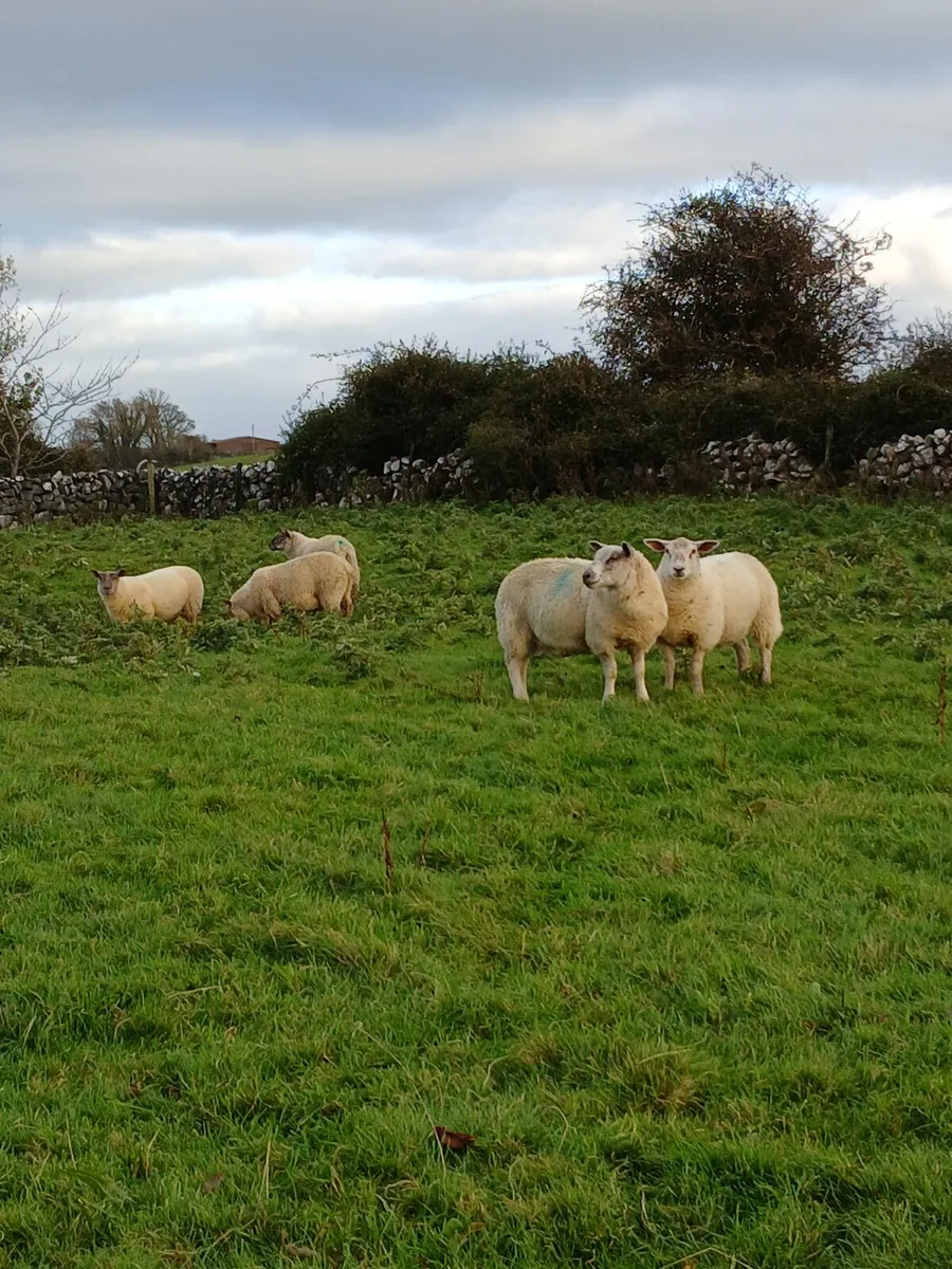 Store lambs - Image 1