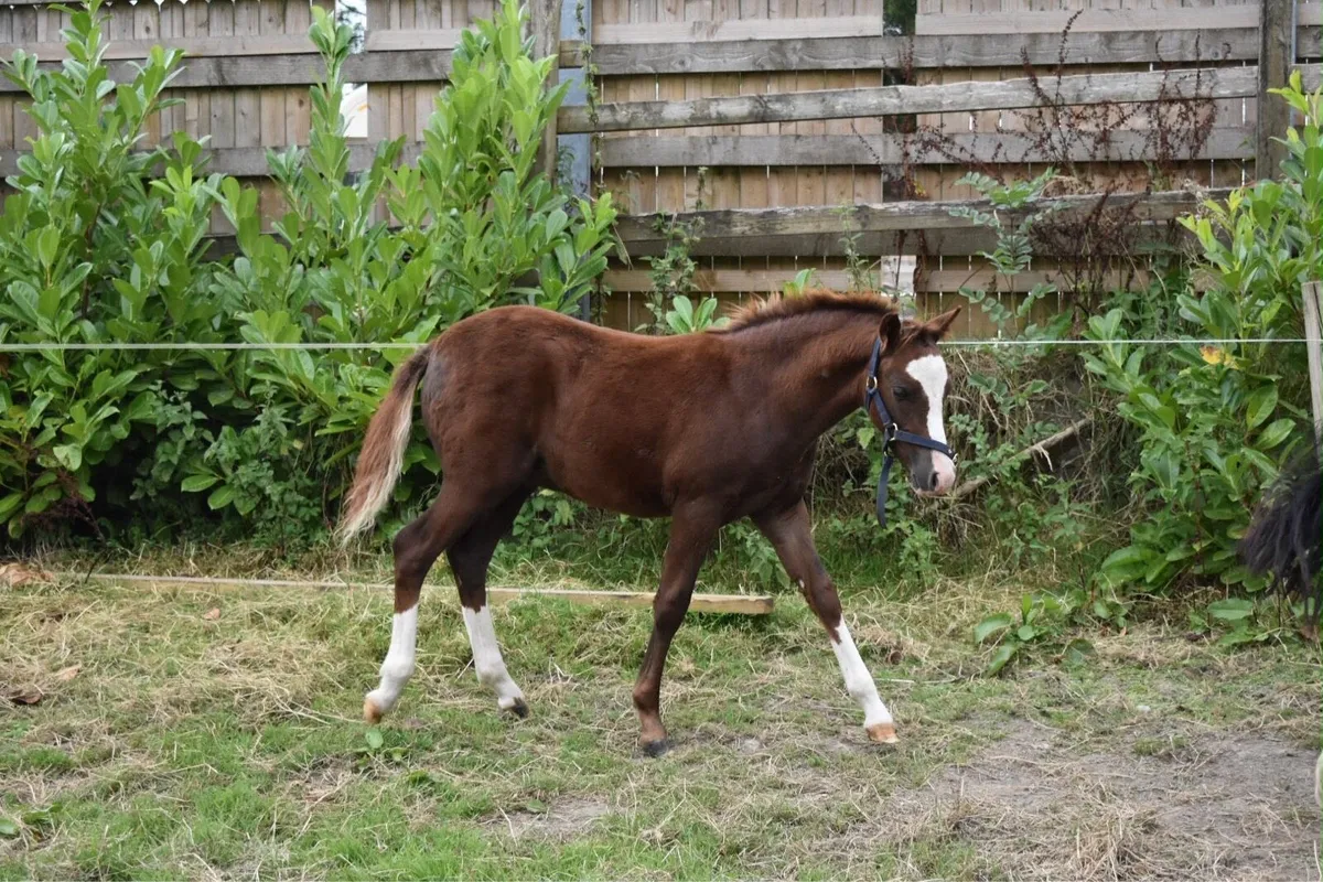 STUNNING REG WELSH PART BRED COLT FOAL - Image 3