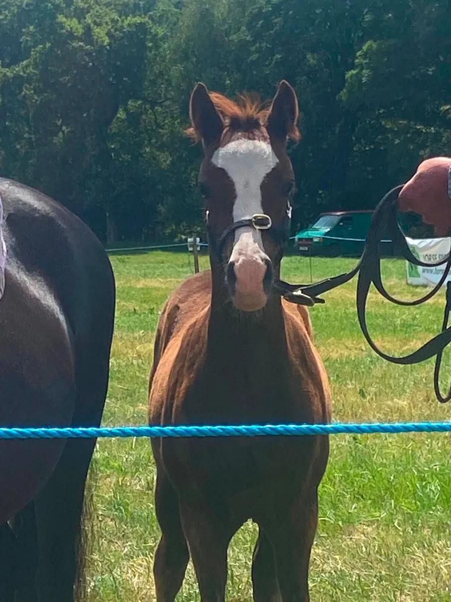 STUNNING REG WELSH PART BRED COLT FOAL - Image 1