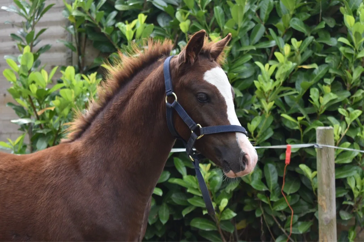 STUNNING REG WELSH PART BRED COLT FOAL - Image 4