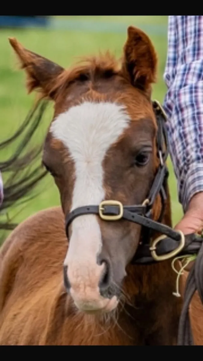STUNNING REG WELSH PART BRED COLT FOAL - Image 2