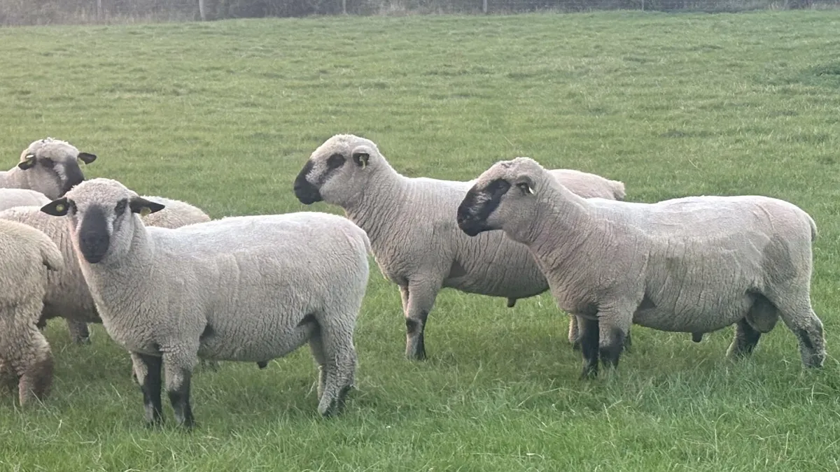 Hampshire Down Hogget Rams for Sale - Image 1