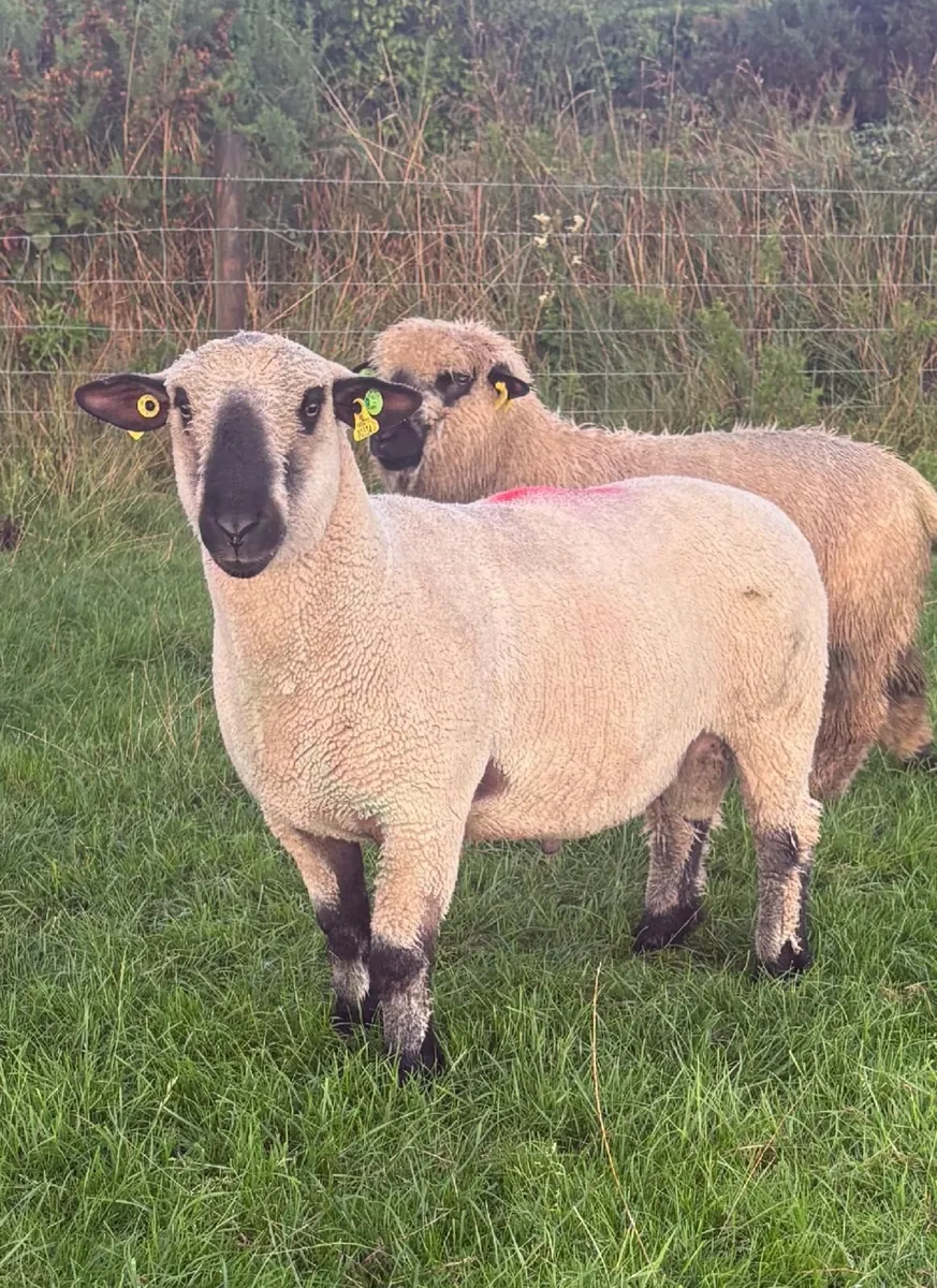 Hampshire Down Hogget Rams for Sale - Image 2