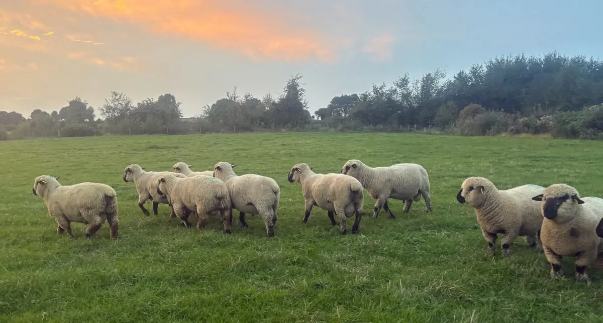 Hampshire Down Hogget Rams for Sale - Image 3
