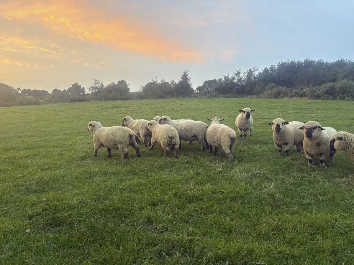 Hampshire Down Hogget Rams for Sale - Image 4