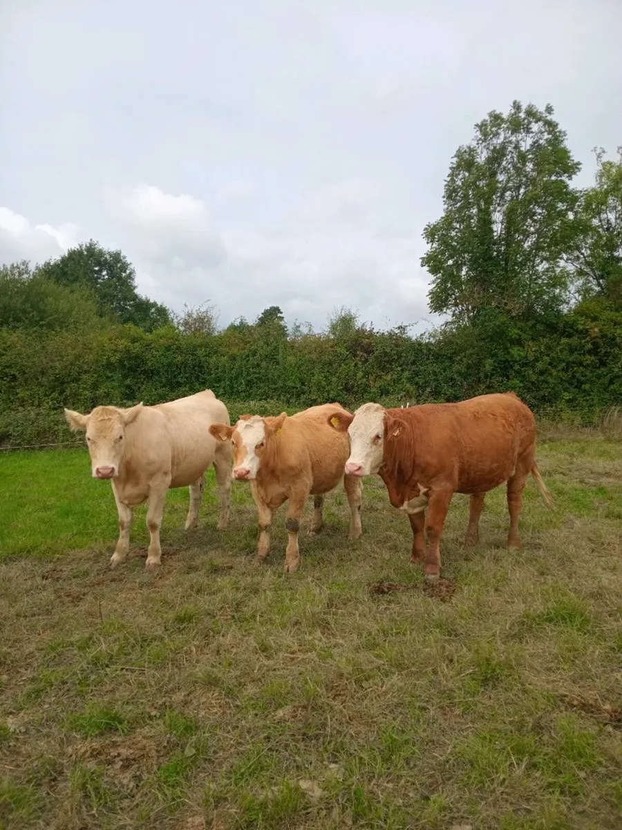Organic Breeding heifers, "Gort Mart tonight" - Image 1