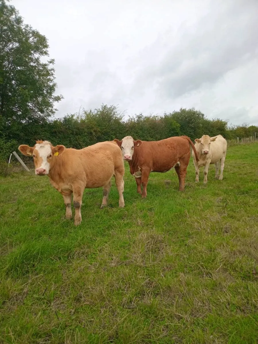 Organic Breeding heifers, "Gort Mart tonight" - Image 2