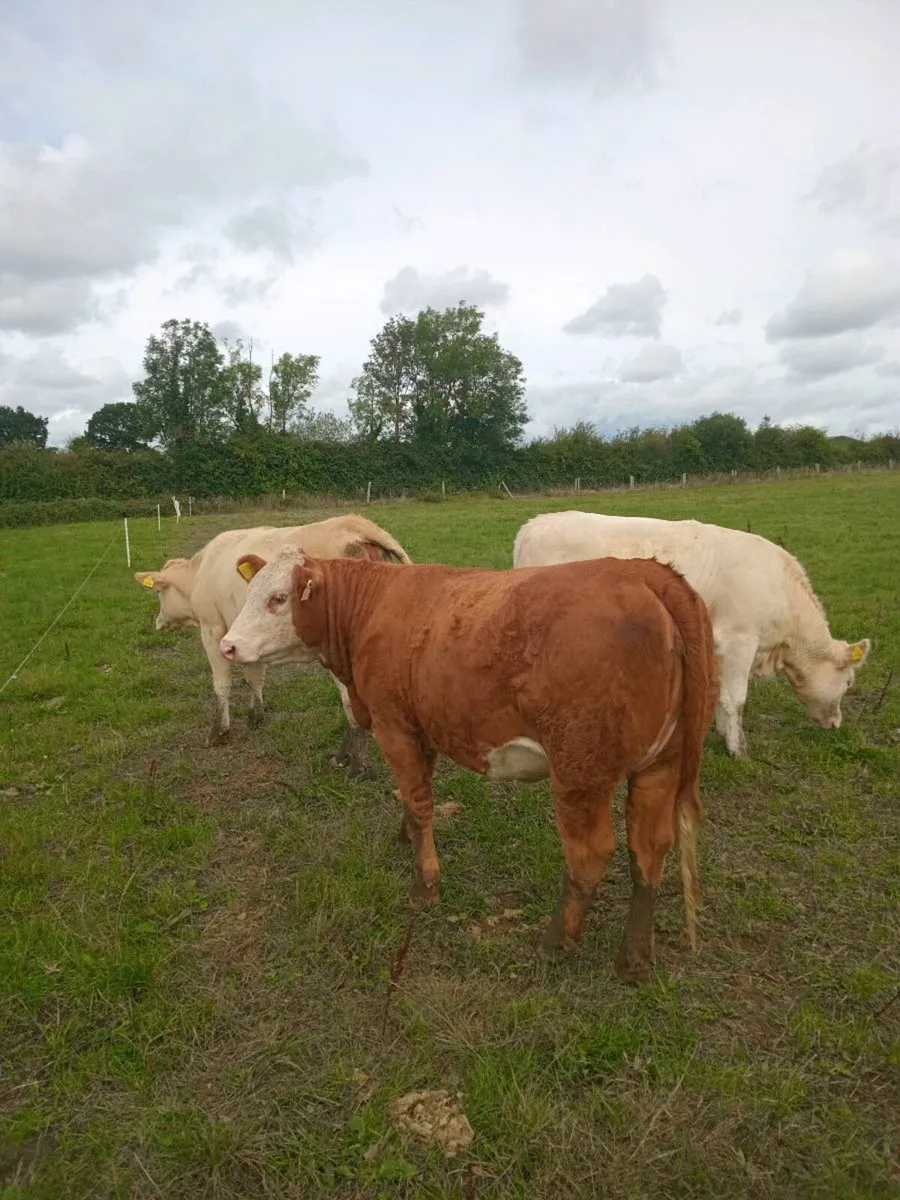 Organic Breeding heifers, "Gort Mart tonight" - Image 3