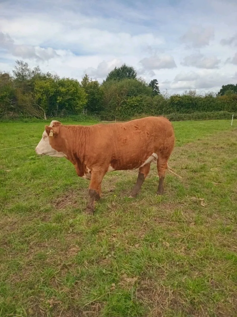 Organic Breeding heifers, "Gort Mart tonight" - Image 4