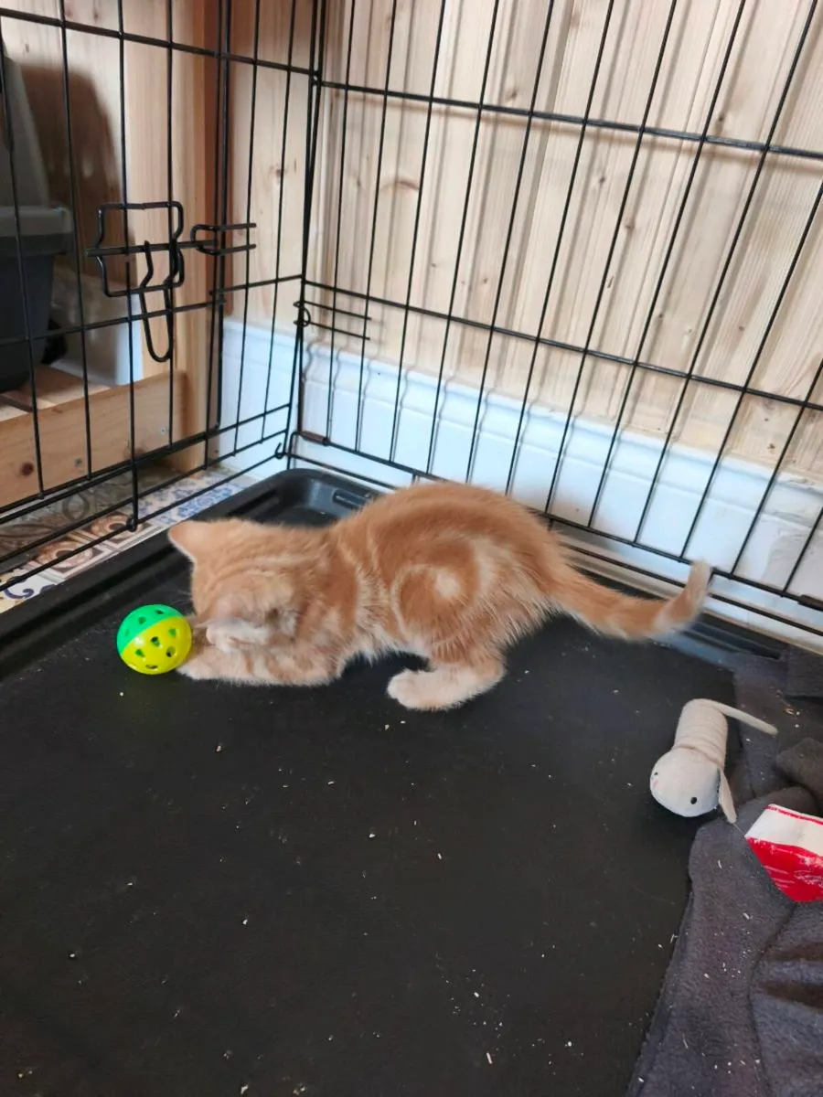 Red/ginger kittens - Image 2