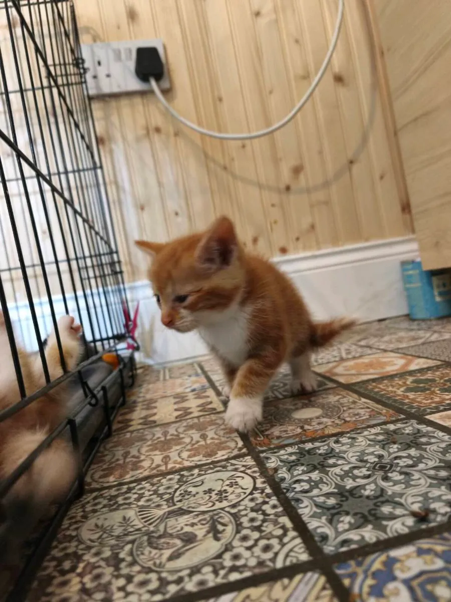 Red/ginger kittens - Image 3