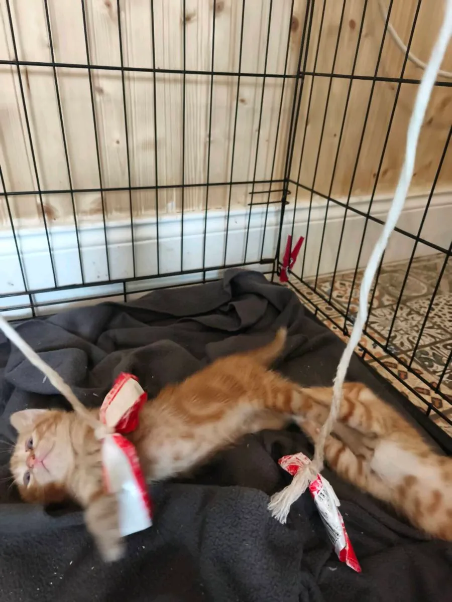 Red/ginger kittens - Image 4