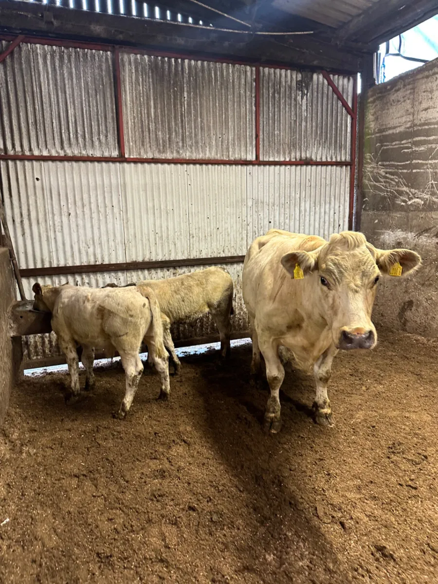 Charolais cow with twins - Image 1