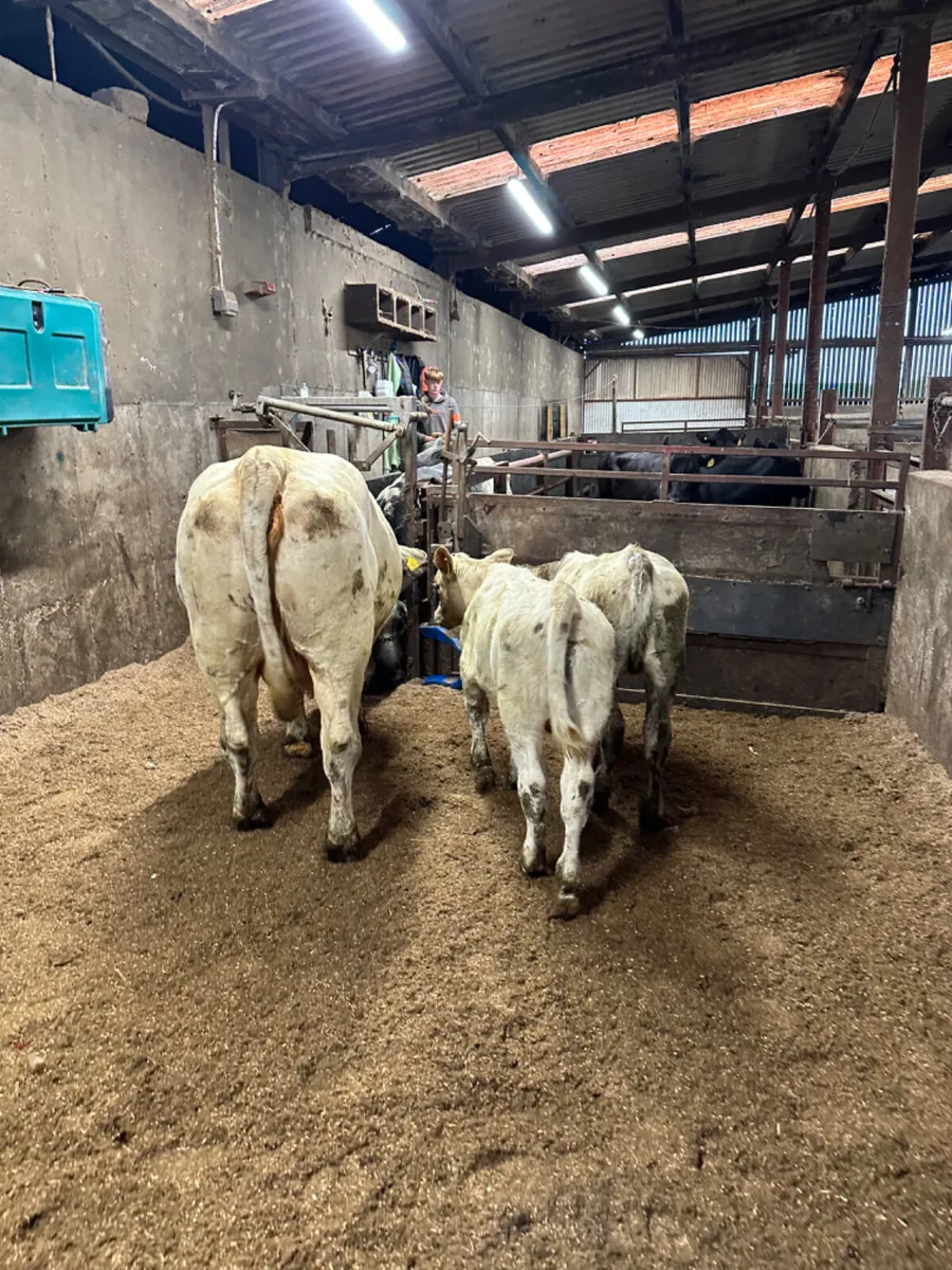 Charolais cow with twins - Image 4