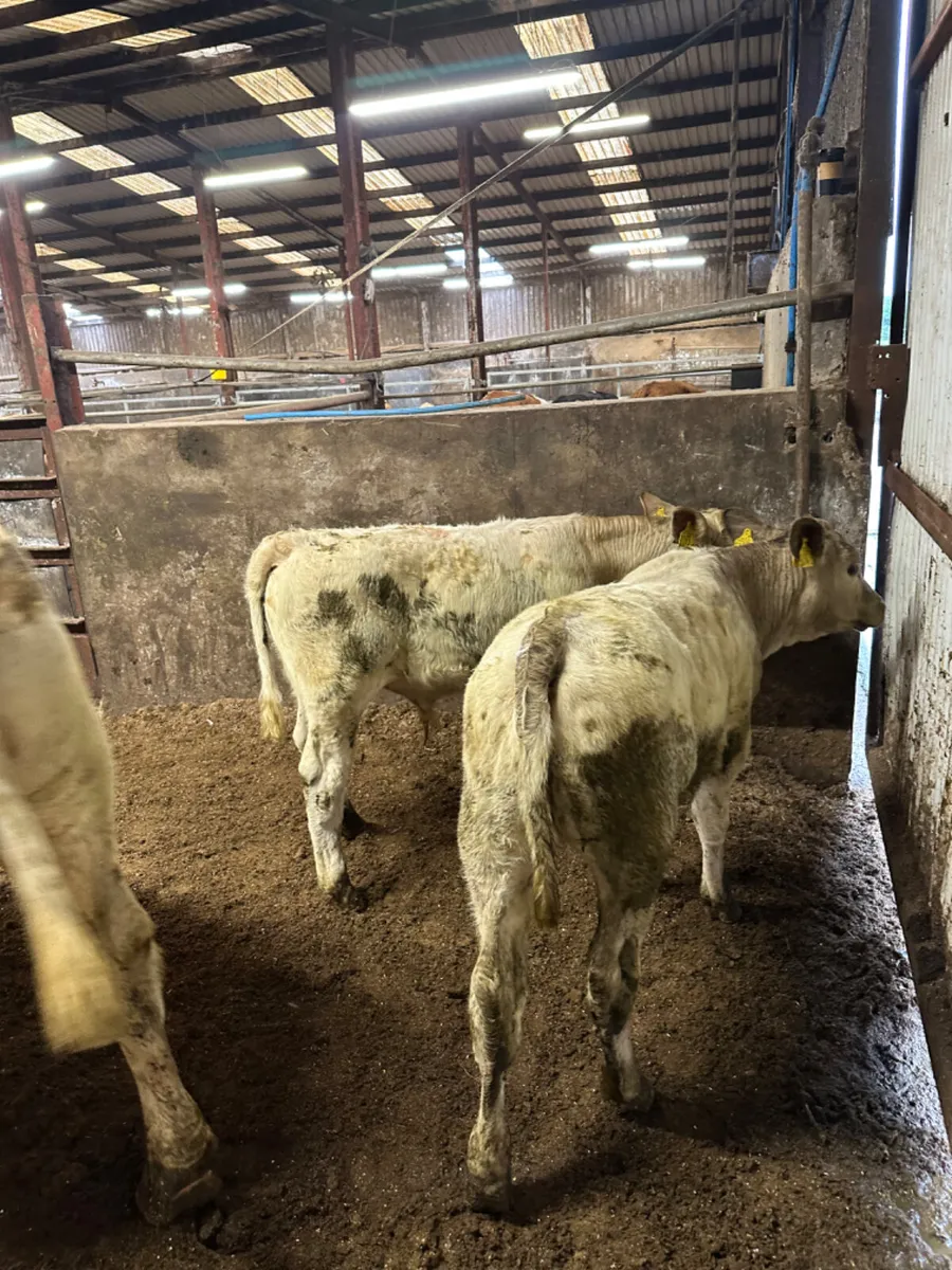 Charolais cow with twins - Image 2