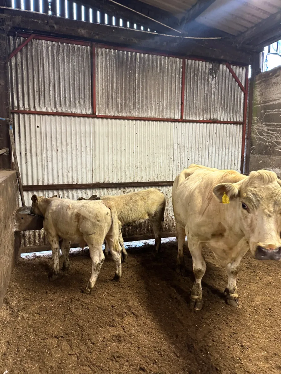 Charolais cow with twins - Image 3