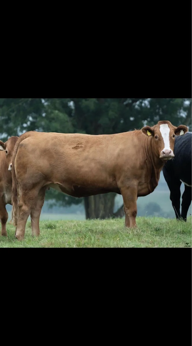 *Incalf heifer sale - Ballinasloe 19th September* - Image 1