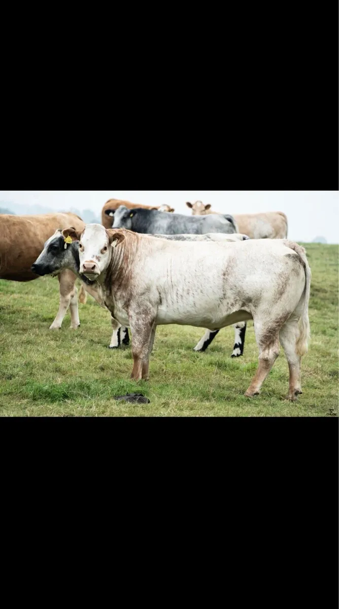 *Incalf heifer sale - Ballinasloe 19th September* - Image 2