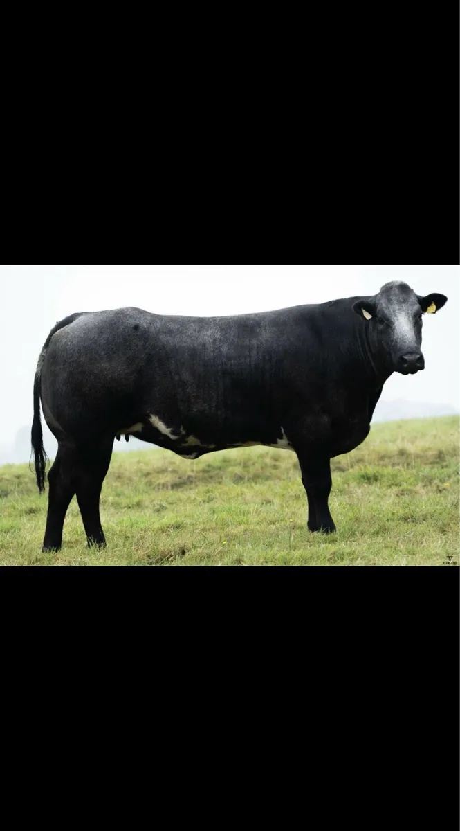 *Incalf heifer sale - Ballinasloe 19th September* - Image 3