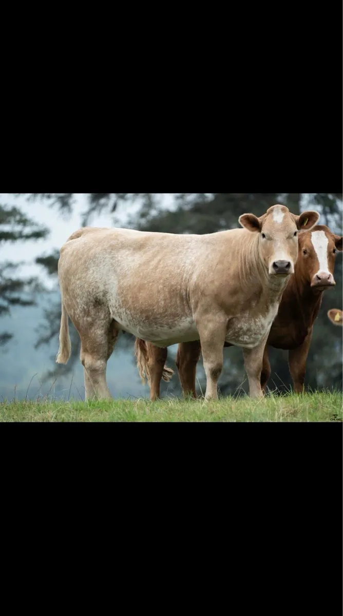 *Incalf heifer sale - Ballinasloe 19th September* - Image 4