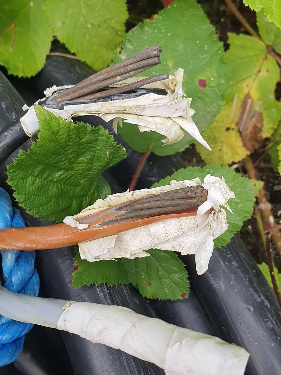 Armoured cable - Image 1