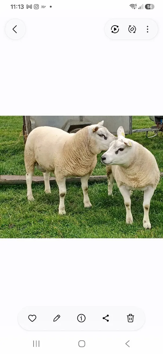 Texel hoggots - Image 4