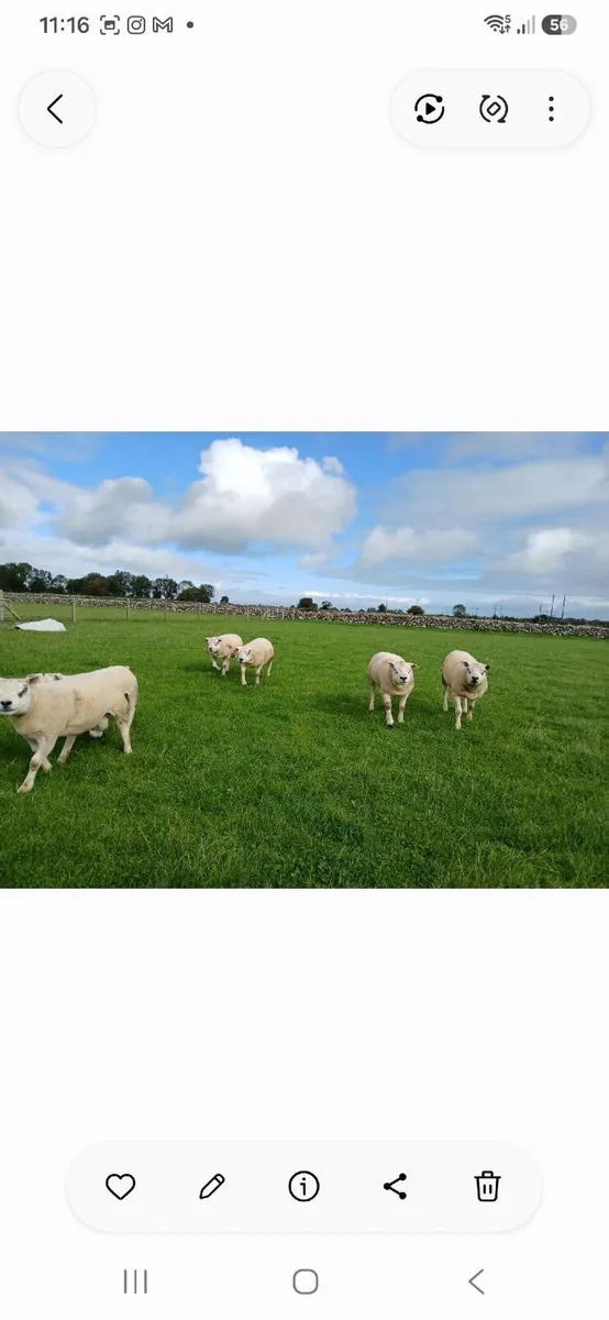 Texel hoggots - Image 2