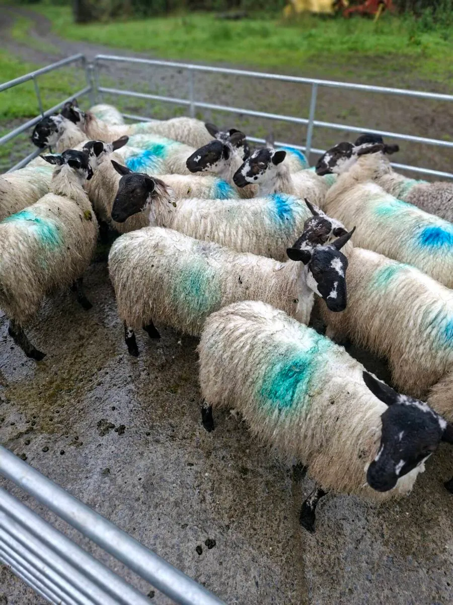 Full Symbol Organic mule lambs and hoggets - Image 2