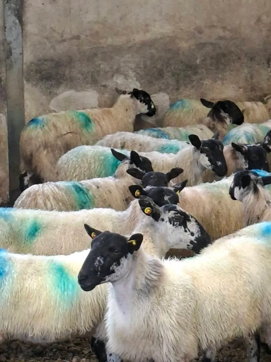 Full Symbol Organic mule lambs and hoggets - Image 3