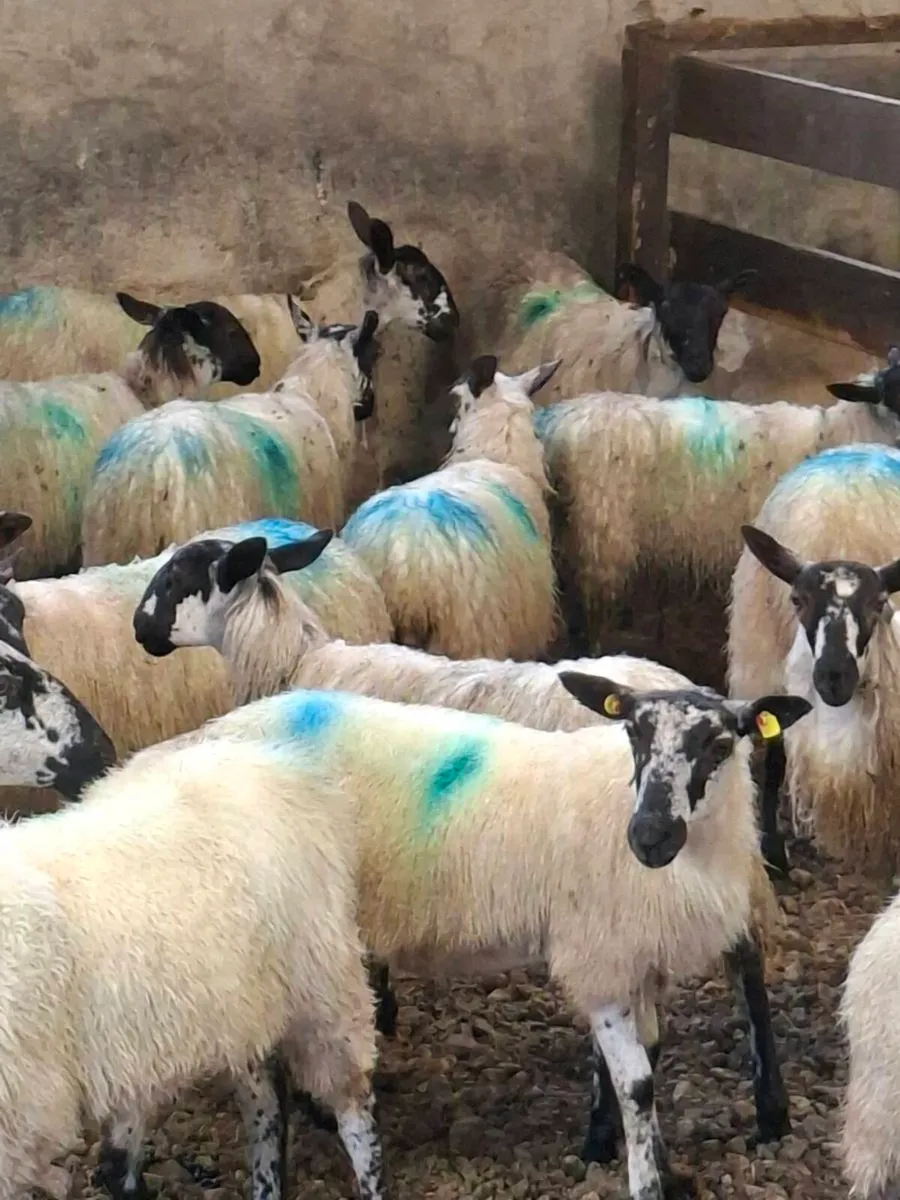 Full Symbol Organic mule lambs and hoggets - Image 4