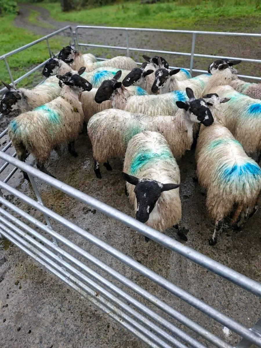 Full Symbol Organic mule lambs and hoggets - Image 1