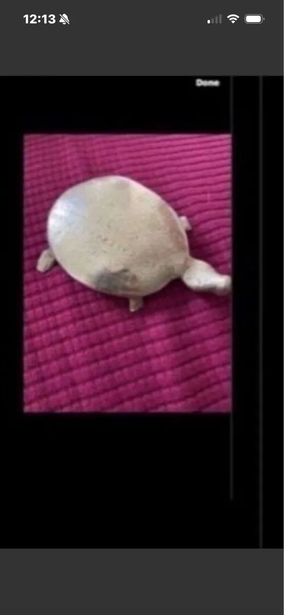 Brass Turtle - Image 1