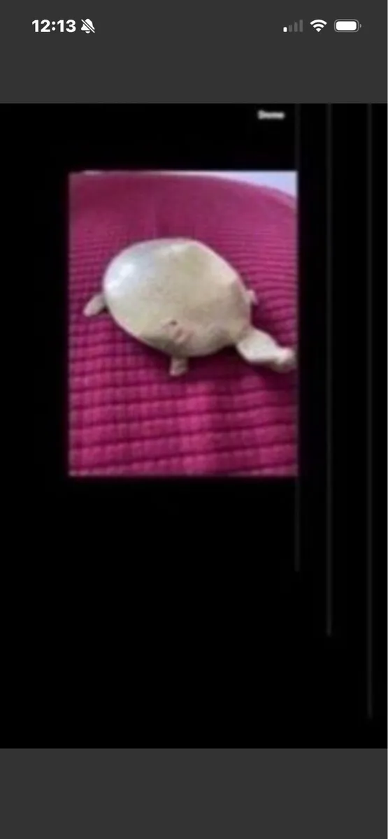 Brass Turtle - Image 2