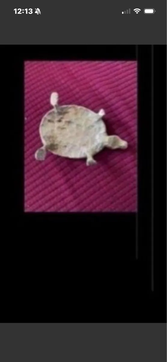 Brass Turtle - Image 3