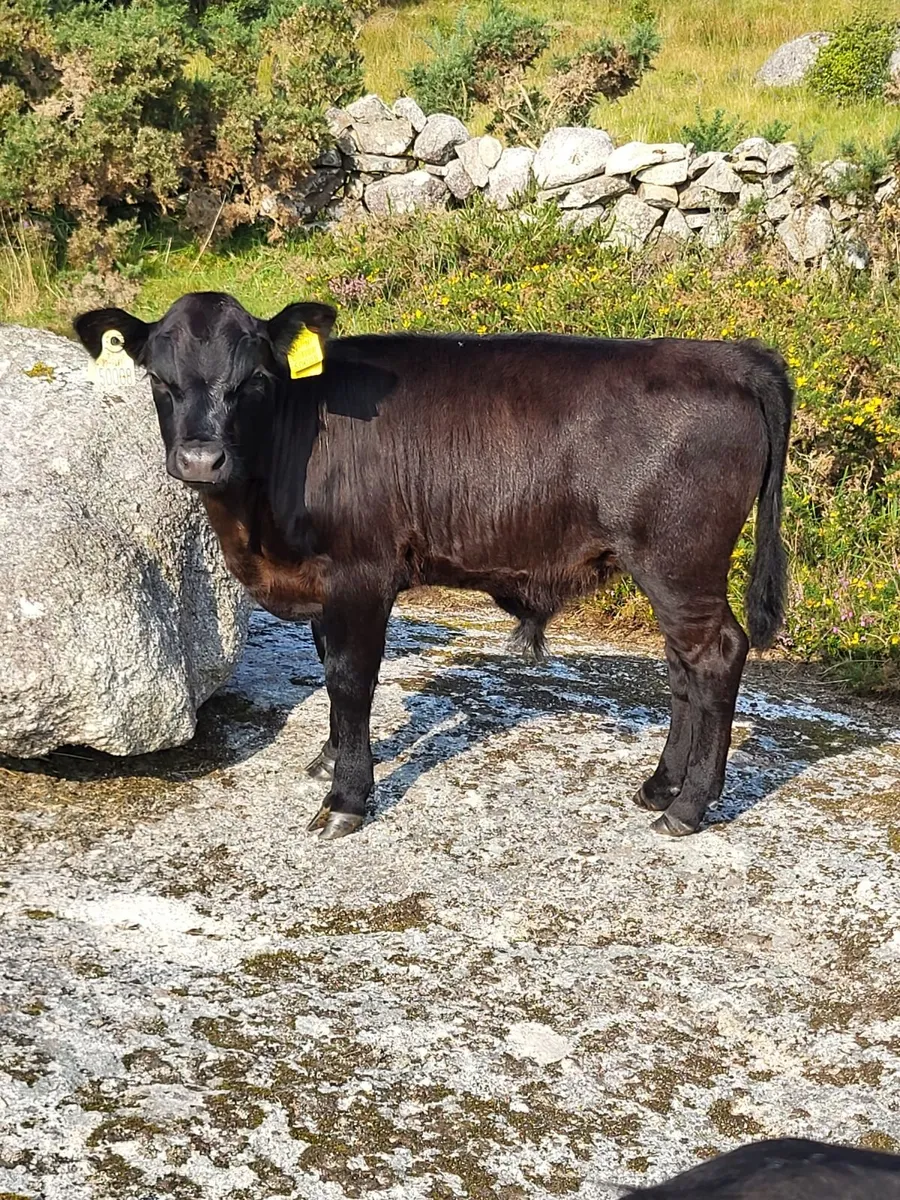 Cow and calf for sale - Image 1