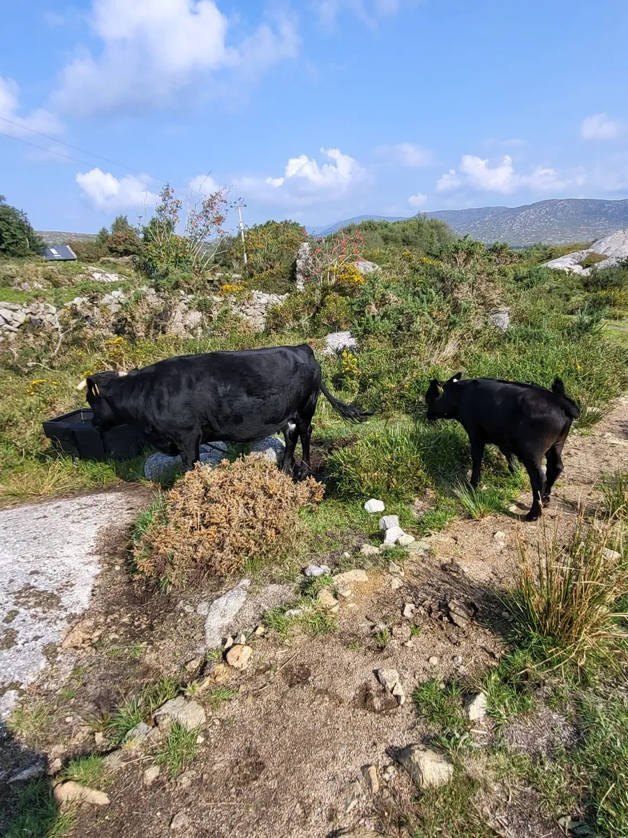 Cow and calf for sale - Image 2