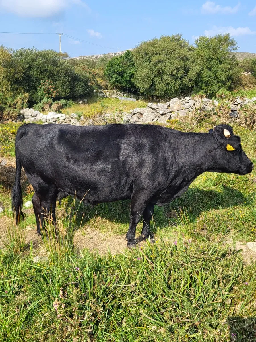 Cow and calf for sale - Image 3
