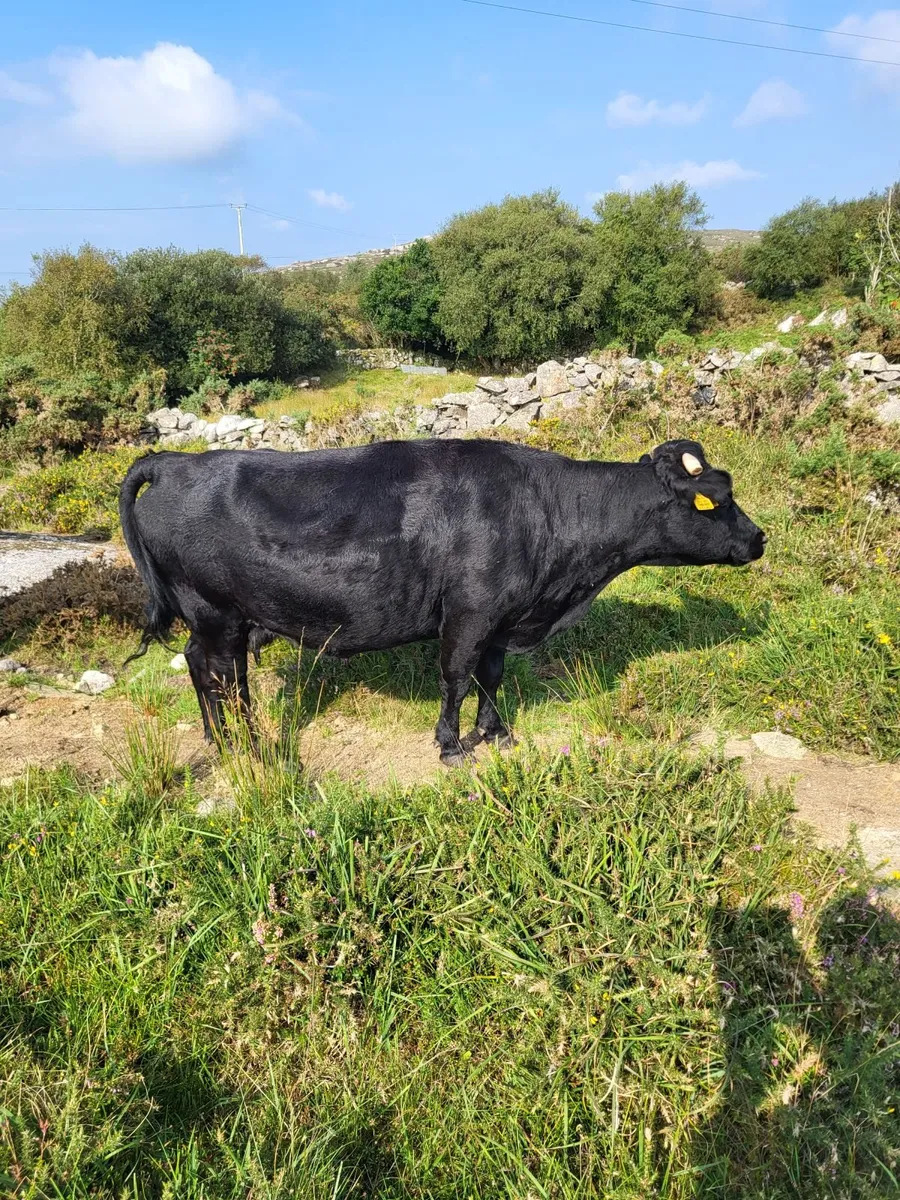 Cow and calf for sale - Image 4