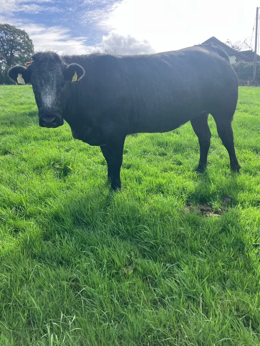 Incalf Heifers for sale - Image 2