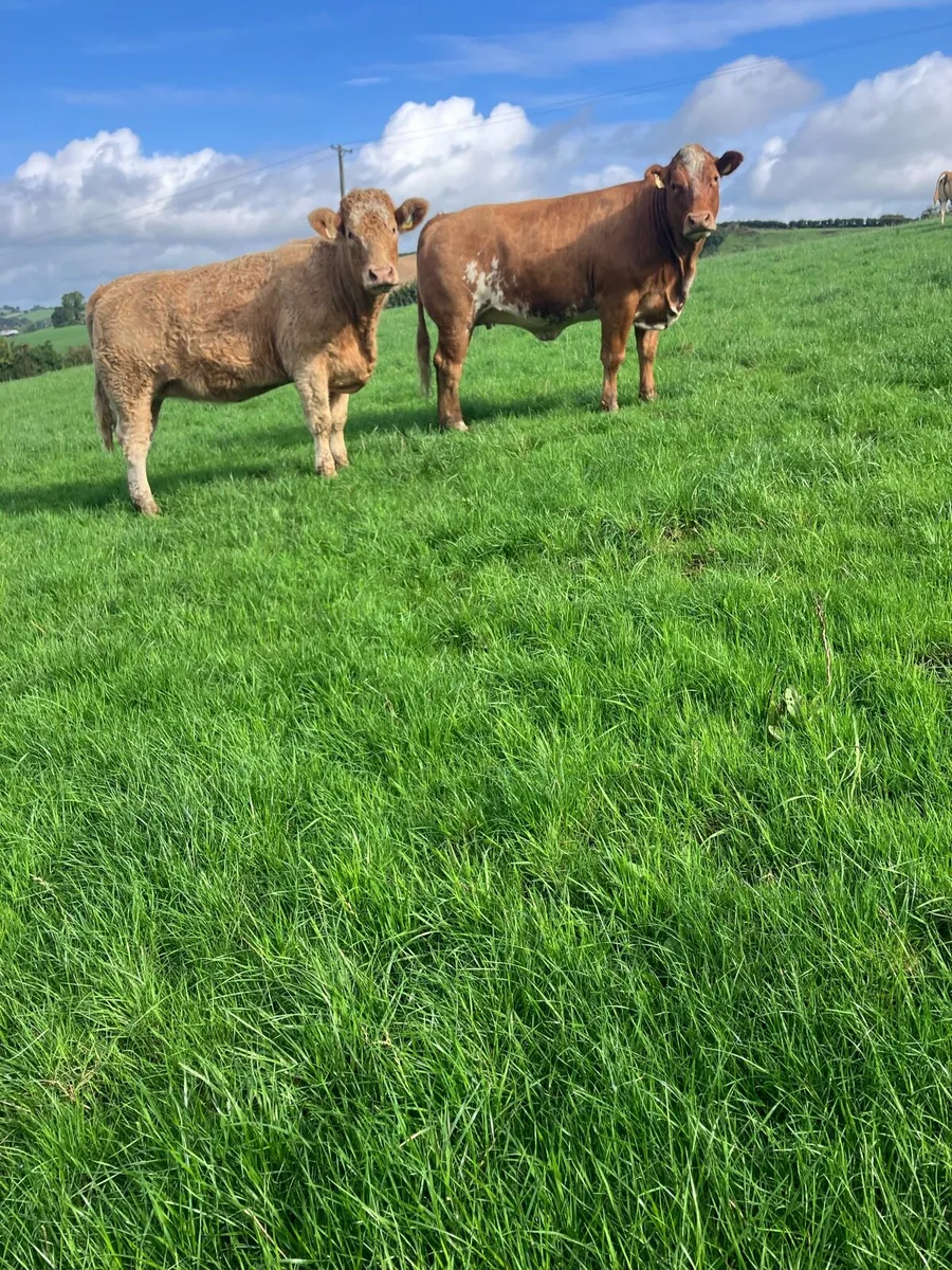 Incalf Heifers for sale - Image 1