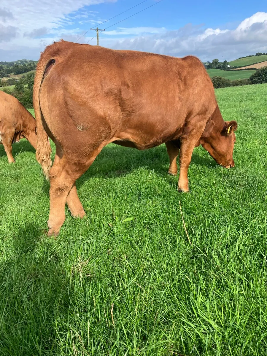 Incalf Heifers for sale - Image 3