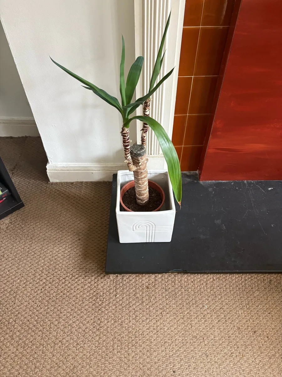 Potted Plants - Image 3