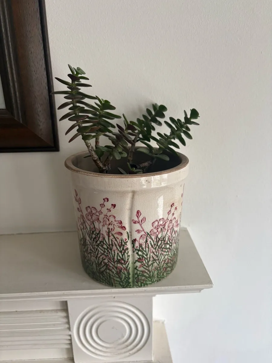 Potted Plants - Image 1