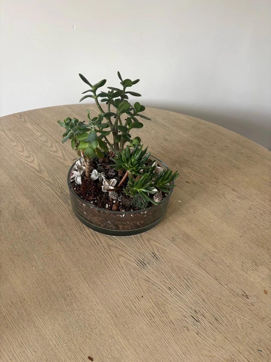 Potted Plants - Image 2