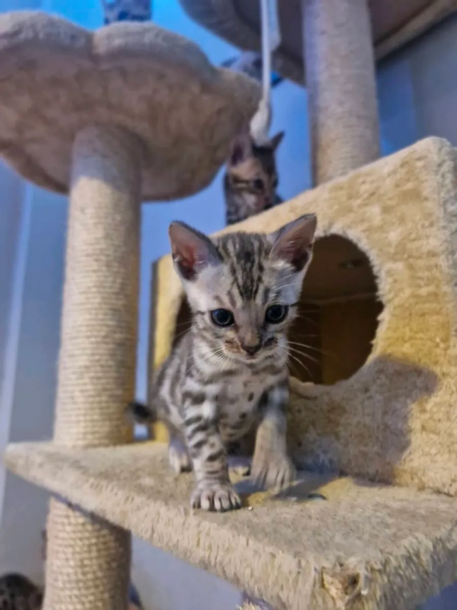 Bangal kittens - Image 2