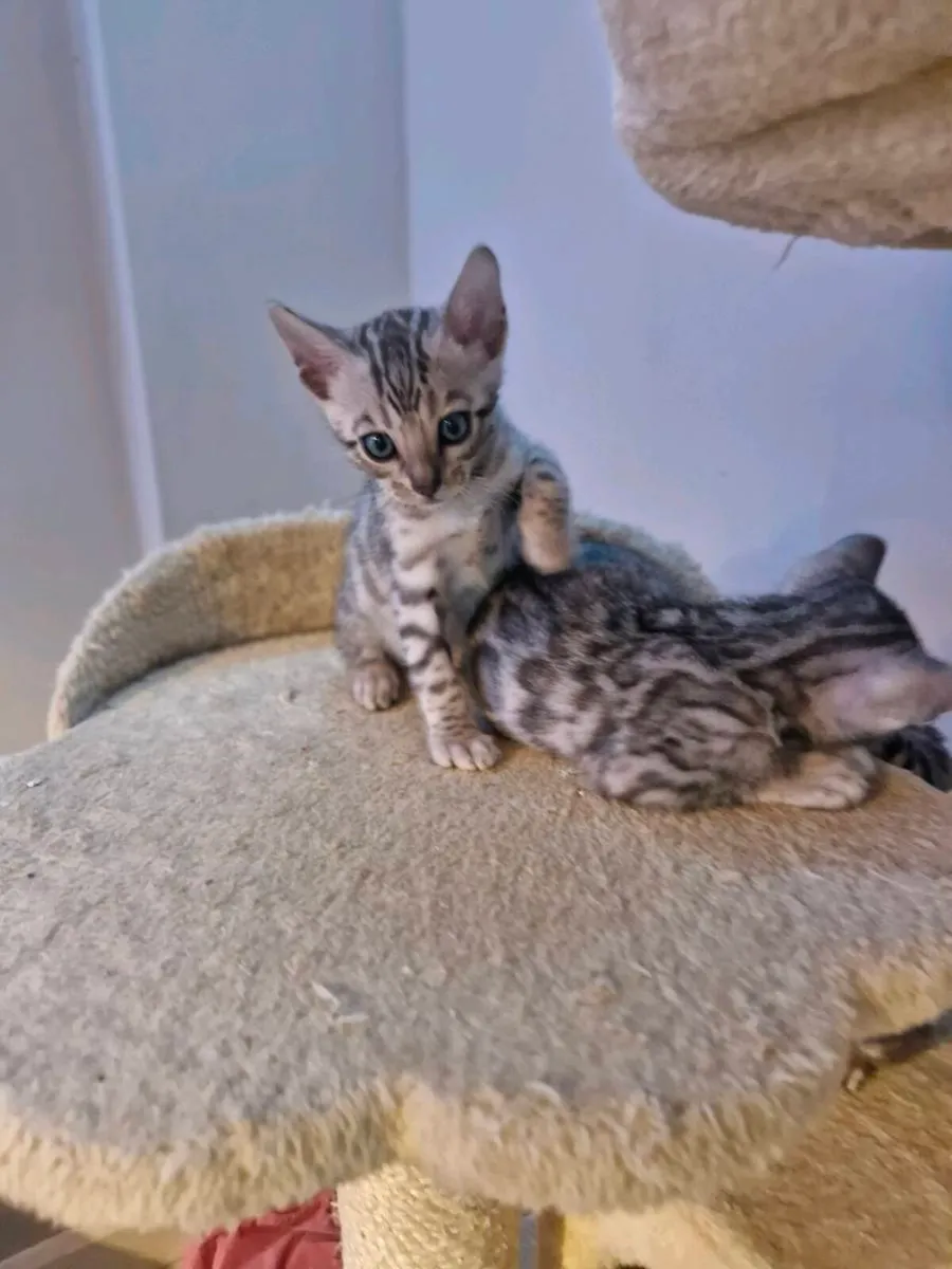 Bangal kittens - Image 3