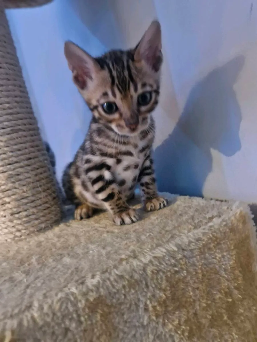 Bangal kittens - Image 4